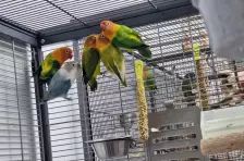 Mango, Apollon, Pandu, Mahonie & Plüsch Prumme – Pfirsichköpfchen, Unbekannt, Alter unbekannt, 26389 Wilhelmshaven – Foto 5