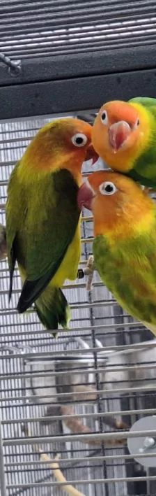 Mango, Apollon, Pandu, Mahonie & Plüsch Prumme – Pfirsichköpfchen, Unbekannt, Alter unbekannt, 26389 Wilhelmshaven – Foto 6