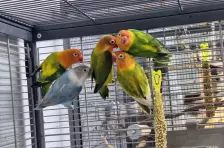 Mango, Apollon, Pandu, Mahonie & Plüsch Prumme – Pfirsichköpfchen, Unbekannt, Alter unbekannt, 26389 Wilhelmshaven – Foto 7