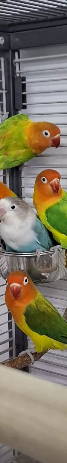 Mango, Apollon, Pandu, Mahonie & Plüsch Prumme – Pfirsichköpfchen, Unbekannt, Alter unbekannt, 26389 Wilhelmshaven – Foto 8
