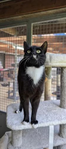 Simon – EKH, Männchen, Alter unbekannt, 26389 Wilhelmshaven – Foto 1