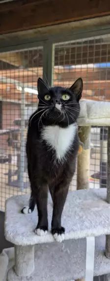 Simon – EKH, Männchen, Alter unbekannt, 26389 Wilhelmshaven – Foto 2
