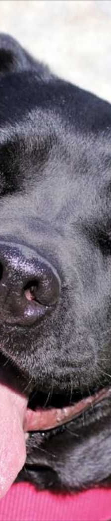 IVAN – Mischling, Männchen, 5 Jahre 8 Monate, 81829 München – Foto 1