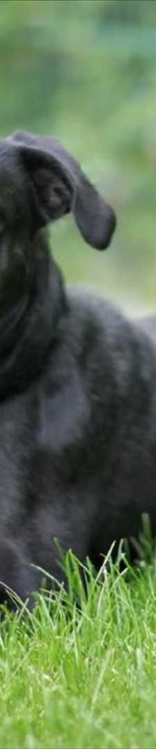 IVAN – Mischling, Männchen, 5 Jahre 8 Monate, 81829 München – Foto 2