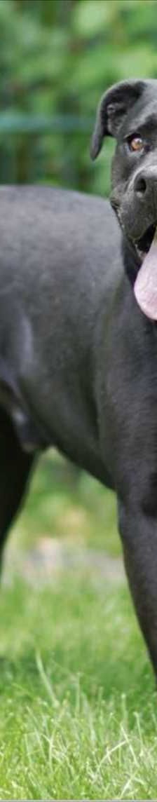 IVAN – Mischling, Männchen, 5 Jahre 8 Monate, 81829 München – Foto 3