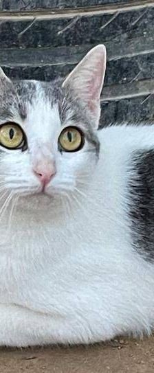 Lisa – Europäisch Kurzhaar, Weibchen, 1 Jahr 6 Monate, 65520 Bad Camberg – Foto 2