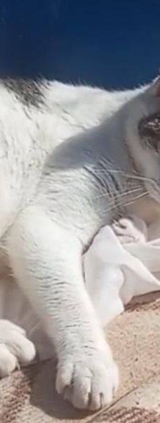 Lisa – Europäisch Kurzhaar, Weibchen, 1 Jahr 6 Monate, 65520 Bad Camberg – Foto 3