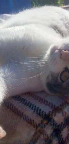 Lisa – Europäisch Kurzhaar, Weibchen, 1 Jahr 6 Monate, 65520 Bad Camberg – Foto 4