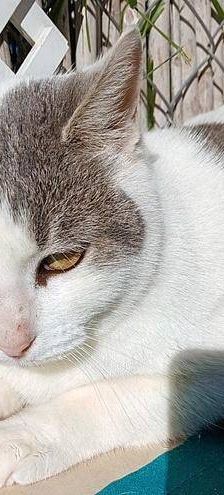 Lisa – Europäisch Kurzhaar, Weibchen, 1 Jahr 6 Monate, 65520 Bad Camberg – Foto 5