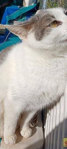 Lisa – Europäisch Kurzhaar, Weibchen, 1 Jahr 6 Monate, 65520 Bad Camberg – Foto 6