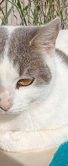 Lisa – Europäisch Kurzhaar, Weibchen, 1 Jahr 6 Monate, 65520 Bad Camberg – Foto 8