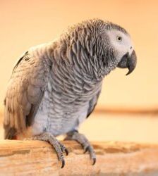 Rico – Graupapagei, Männchen, Alter unbekannt, 13057 Berlin – Foto 4