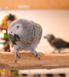 Rico – Graupapagei, Männchen, Alter unbekannt, 13057 Berlin – Foto 5