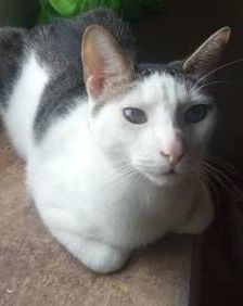 Ronald – Europäisch Kurzhaar, Männchen, 2 Jahre 6 Monate, 65520 Bad Camberg – Foto 1