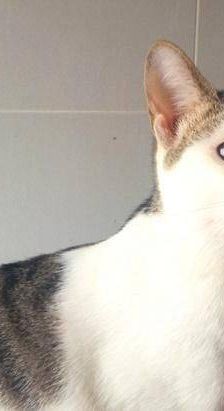 Ronald – Europäisch Kurzhaar, Männchen, 2 Jahre 6 Monate, 65520 Bad Camberg – Foto 2