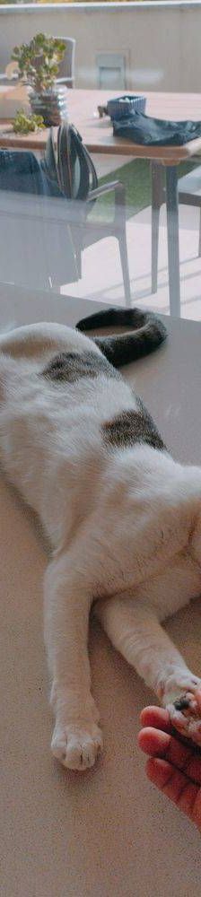 Ronald – Europäisch Kurzhaar, Männchen, 2 Jahre 6 Monate, 65520 Bad Camberg – Foto 11
