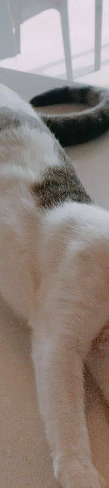 Ronald – Europäisch Kurzhaar, Männchen, 2 Jahre 6 Monate, 65520 Bad Camberg – Foto 12