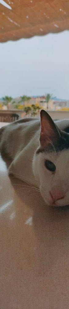Ronald – Europäisch Kurzhaar, Männchen, 2 Jahre 6 Monate, 65520 Bad Camberg – Foto 13