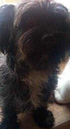 Ronald – Europäisch Kurzhaar, Männchen, 2 Jahre 6 Monate, 65520 Bad Camberg – Foto 14