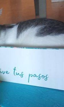 Ronald – Europäisch Kurzhaar, Männchen, 2 Jahre 6 Monate, 65520 Bad Camberg – Foto 15