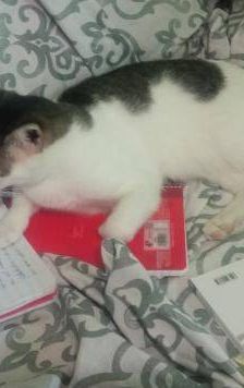 Ronald – Europäisch Kurzhaar, Männchen, 2 Jahre 6 Monate, 65520 Bad Camberg – Foto 16