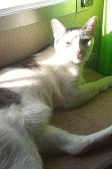 Ronald – Europäisch Kurzhaar, Männchen, 2 Jahre 6 Monate, 65520 Bad Camberg – Foto 17