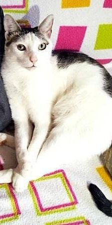 Ronald – Europäisch Kurzhaar, Männchen, 2 Jahre 6 Monate, 65520 Bad Camberg – Foto 18