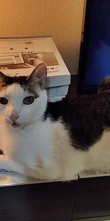 Ronald – Europäisch Kurzhaar, Männchen, 2 Jahre 6 Monate, 65520 Bad Camberg – Foto 19