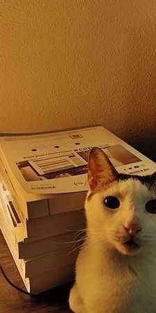 Ronald – Europäisch Kurzhaar, Männchen, 2 Jahre 6 Monate, 65520 Bad Camberg – Foto 20