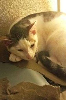 Ronald – Europäisch Kurzhaar, Männchen, 2 Jahre 6 Monate, 65520 Bad Camberg – Foto 3