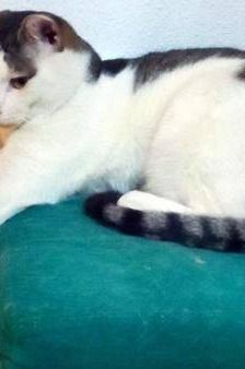 Ronald – Europäisch Kurzhaar, Männchen, 2 Jahre 6 Monate, 65520 Bad Camberg – Foto 4