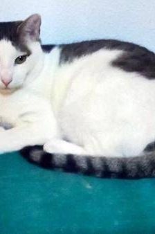 Ronald – Europäisch Kurzhaar, Männchen, 2 Jahre 6 Monate, 65520 Bad Camberg – Foto 5