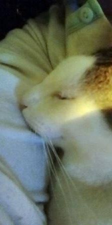 Ronald – Europäisch Kurzhaar, Männchen, 2 Jahre 6 Monate, 65520 Bad Camberg – Foto 6