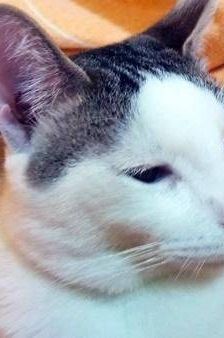 Ronald – Europäisch Kurzhaar, Männchen, 2 Jahre 6 Monate, 65520 Bad Camberg – Foto 7