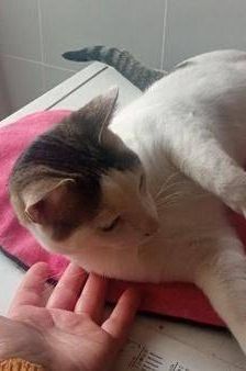 Ronald – Europäisch Kurzhaar, Männchen, 2 Jahre 6 Monate, 65520 Bad Camberg – Foto 8