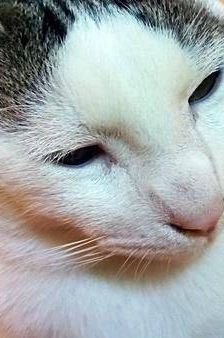 Ronald – Europäisch Kurzhaar, Männchen, 2 Jahre 6 Monate, 65520 Bad Camberg – Foto 9