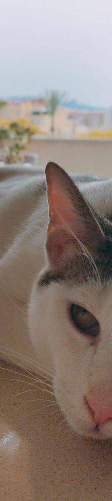 Ronald – Europäisch Kurzhaar, Männchen, 2 Jahre 6 Monate, 65520 Bad Camberg – Foto 10