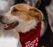 Charlie – Mischling, Männchen, Alter unbekannt, Nordic Strays e.V. – Foto 5