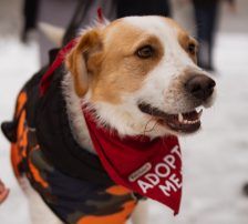Charlie – Mischling, Männchen, Alter unbekannt, Nordic Strays e.V. – Foto 6