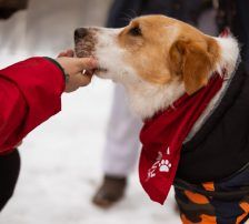 Charlie – Mischling, Männchen, Alter unbekannt, Nordic Strays e.V. – Foto 8