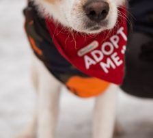 Charlie – Mischling, Männchen, Alter unbekannt, Nordic Strays e.V. – Foto 10
