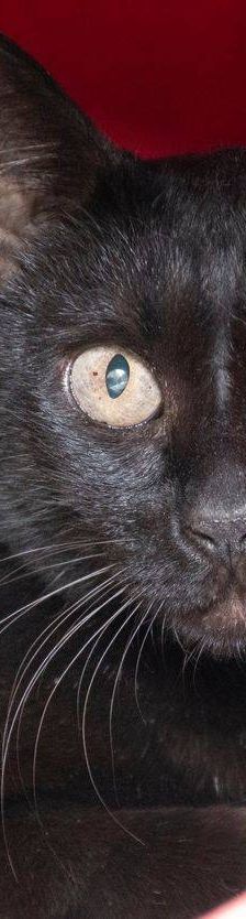 Negrita – Europäisch Kurzhaar, Weibchen, 2 Jahre, 65520 Bad Camberg – Foto 2