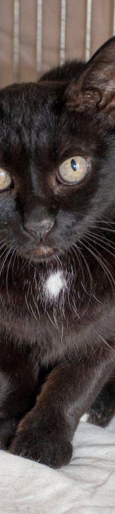 Negrita – Europäisch Kurzhaar, Weibchen, 2 Jahre, 65520 Bad Camberg – Foto 3