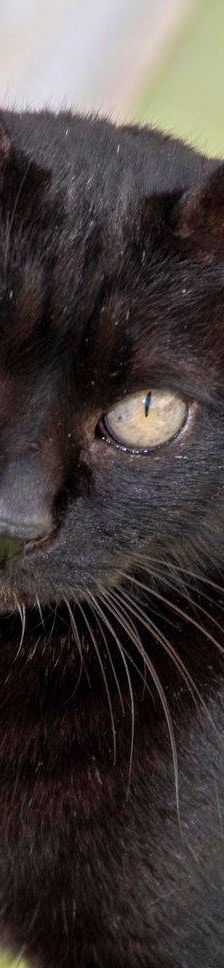 Negrita – Europäisch Kurzhaar, Weibchen, 2 Jahre, 65520 Bad Camberg – Foto 4