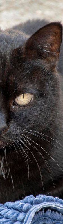 Negrita – Europäisch Kurzhaar, Weibchen, 2 Jahre, 65520 Bad Camberg – Foto 6