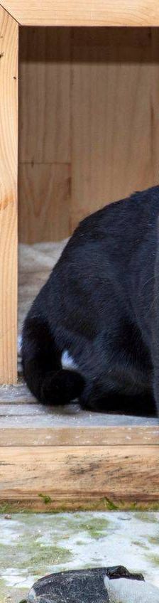 Negrita – Europäisch Kurzhaar, Weibchen, 2 Jahre, 65520 Bad Camberg – Foto 7