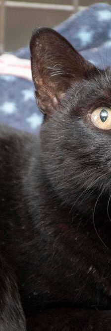 Negrita – Europäisch Kurzhaar, Weibchen, 2 Jahre, 65520 Bad Camberg – Foto 8