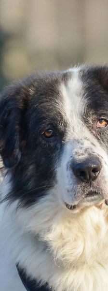 Ilko – Griechischer Schäferhund, Männchen, 3 Jahre, 45141 Essen – Foto 1