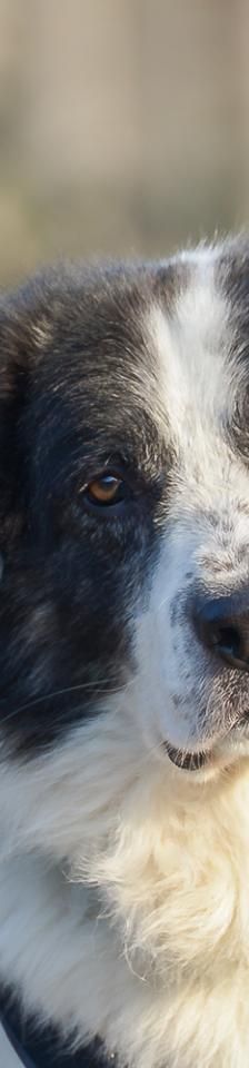 Ilko – Griechischer Schäferhund, Männchen, 3 Jahre, 45141 Essen – Foto 2