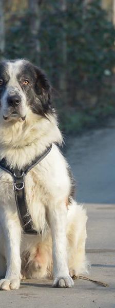 Ilko – Griechischer Schäferhund, Männchen, 3 Jahre, 45141 Essen – Foto 3
